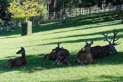 Hirsche im Natur- und Wildpark in Waschleithe im Erzgebirge